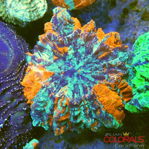 Acanthophyllia