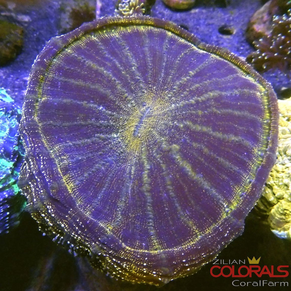 Acanthophyllia