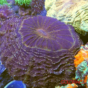 Acanthophyllia