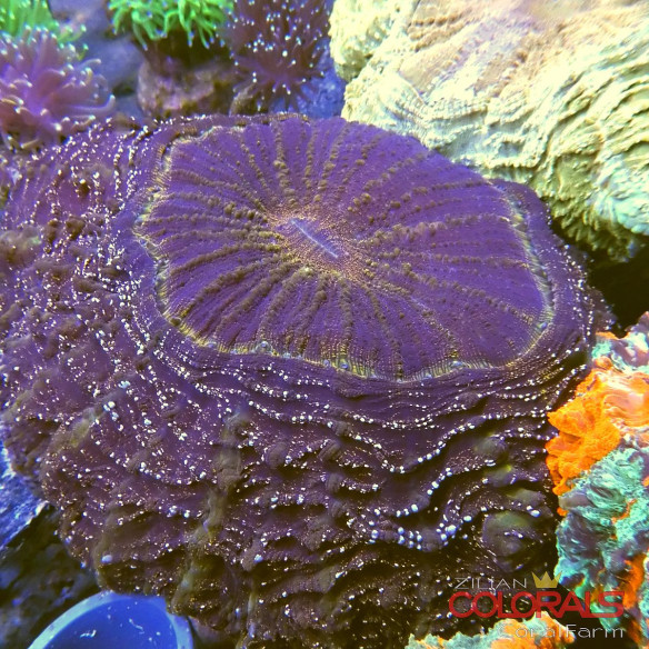 Acanthophyllia