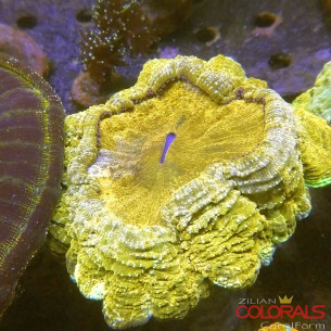 Acanthophyllia 2