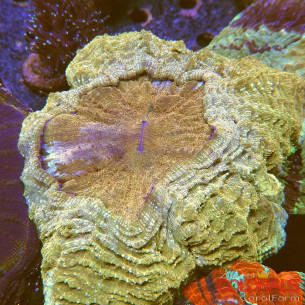 Acanthophyllia