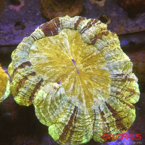 Acanthophyllia