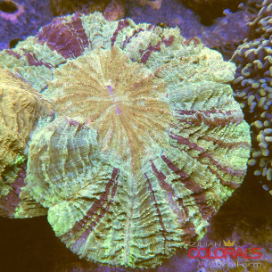Acanthophyllia