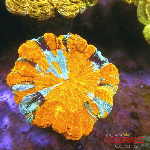 Acanthophyllia