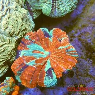 Acanthophyllia 2