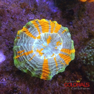 Acanthophyllia 2