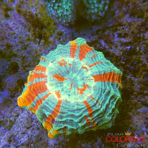 Acanthophyllia