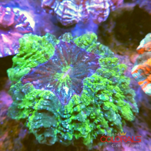 Acanthophyllia