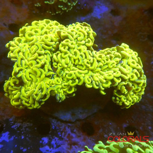 euphyllia