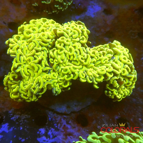 euphyllia