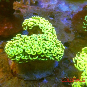 euphyllia
