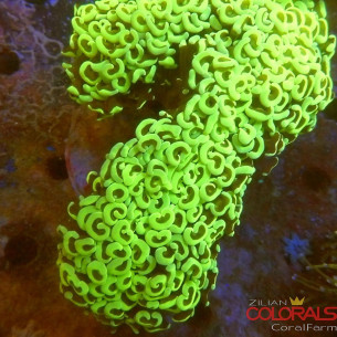 euphyllia
