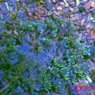 clavularia