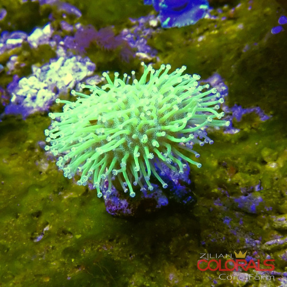 sacrophyton-sp Pilzlederkoralle