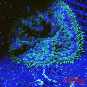stichodactyla