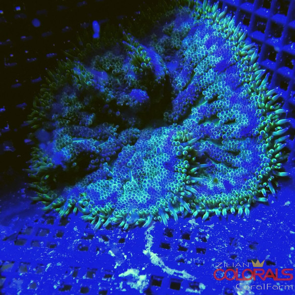 stichodactyla