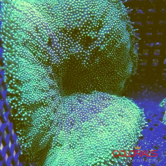 stichodactyla