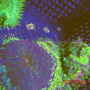 stichodactyla