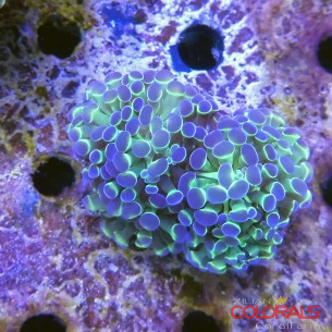euphyllia