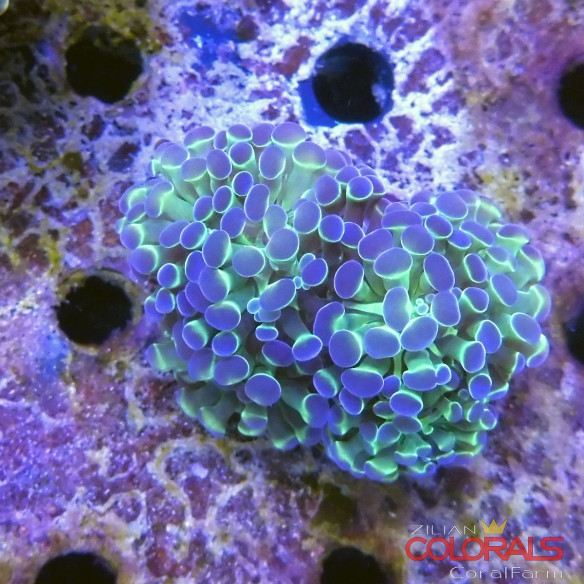 euphyllia