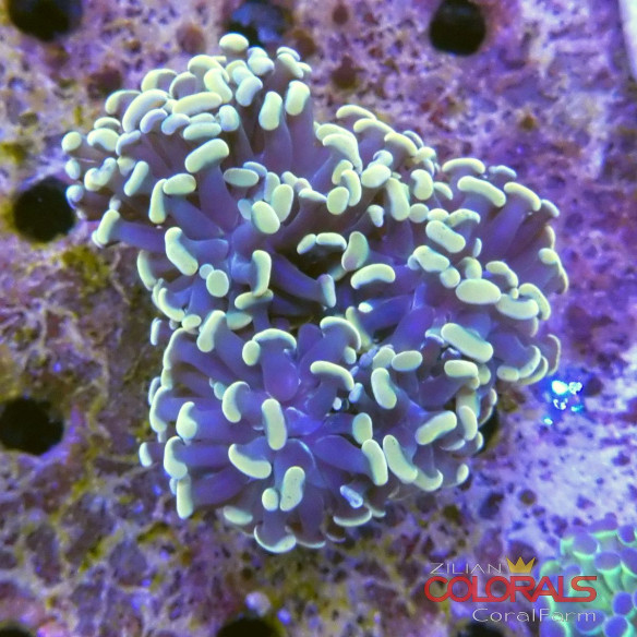 euphyllia