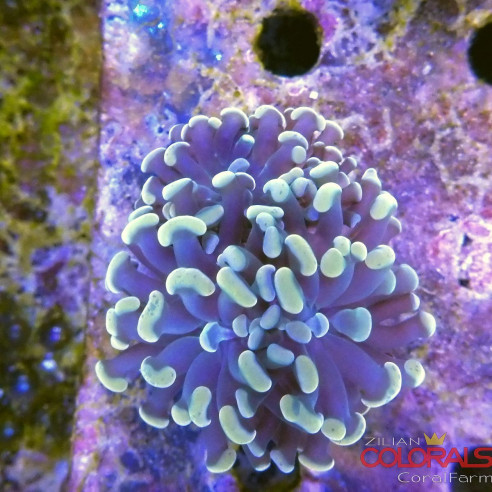 euphyllia