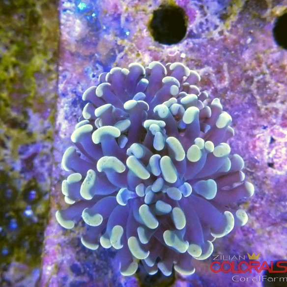 euphyllia
