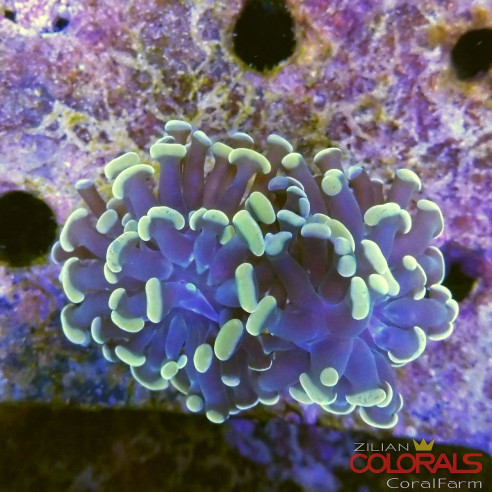euphyllia